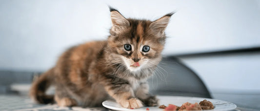 Kitten Growth Food (High Protein Formula) 1kg