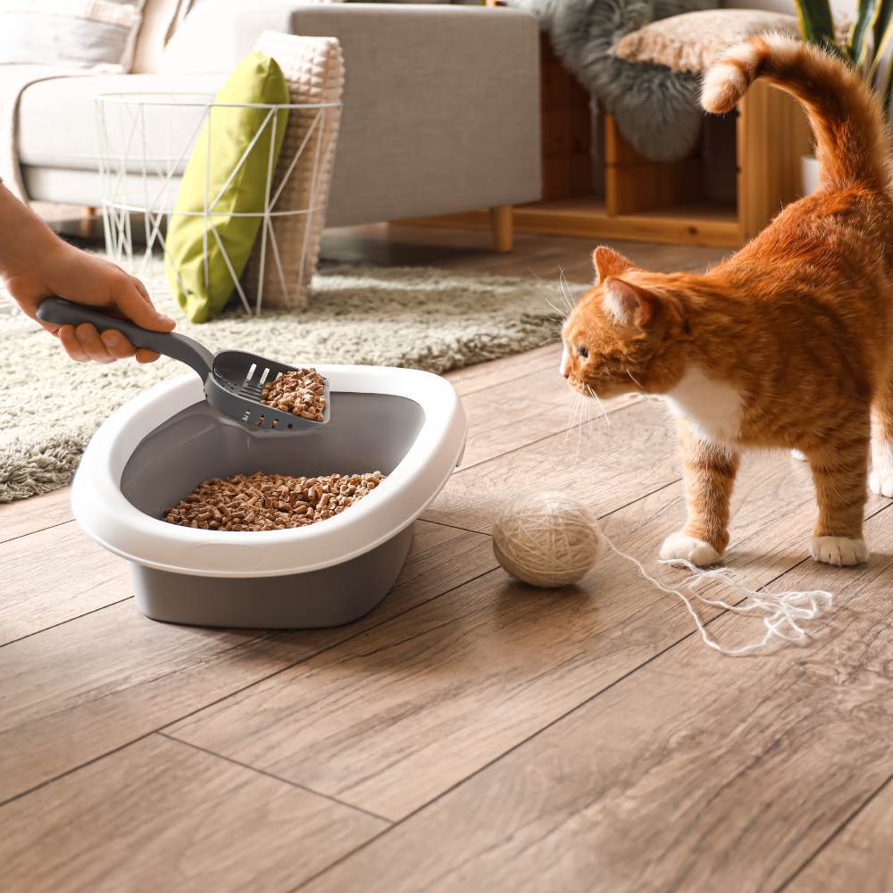 PetChowBox Cat Care Box