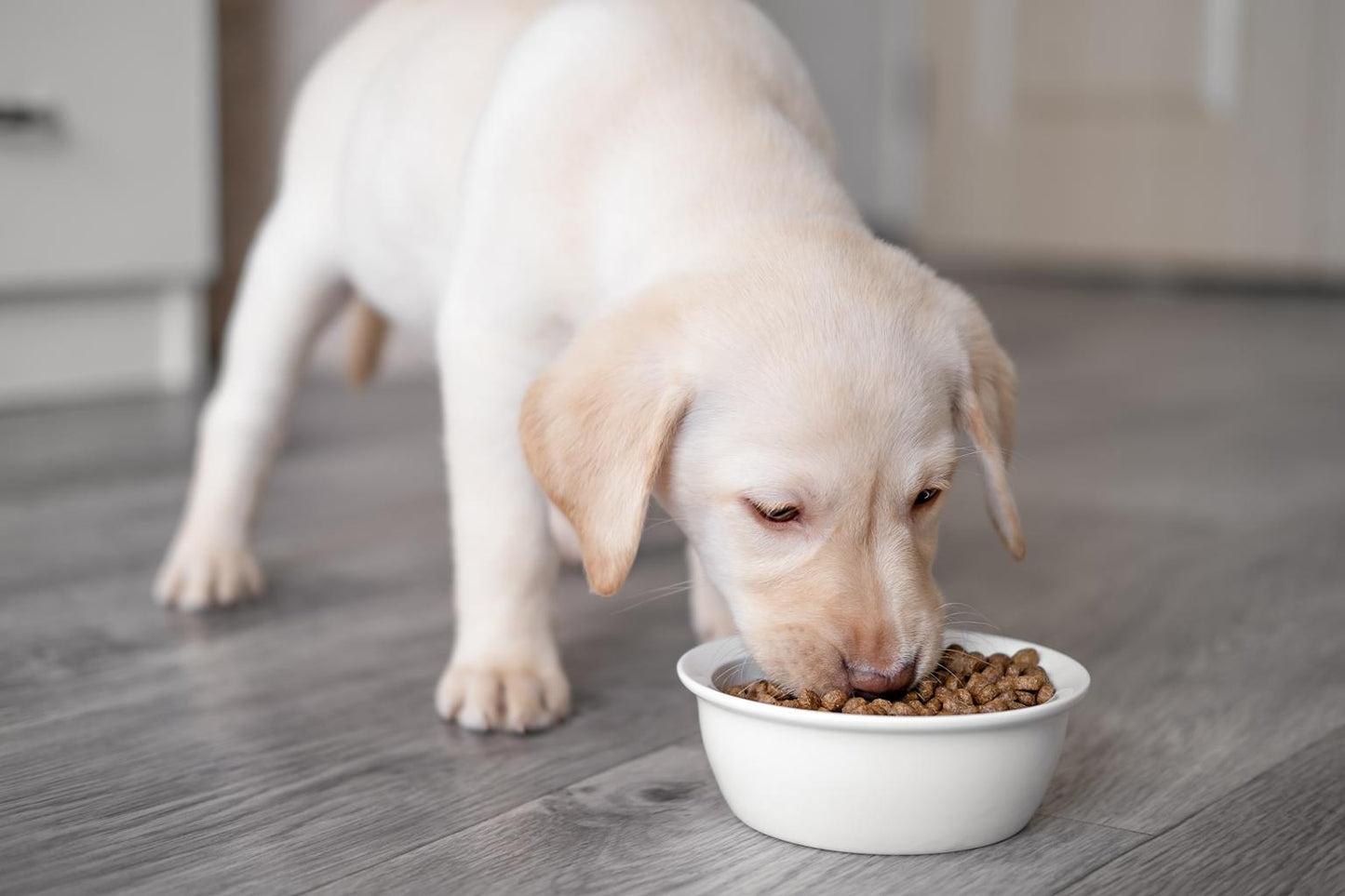 Puppy Starter Dry Food (High Protein) 2kg